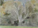 Fall: White Ash  Sheffield